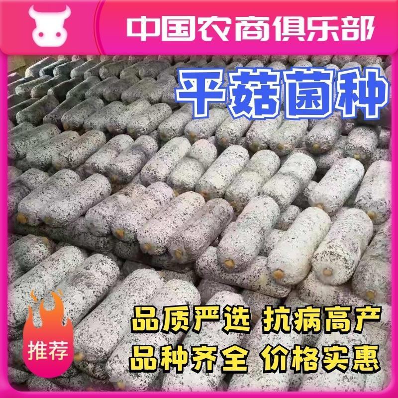 河北平菇菌种原种纯正高产菌棒
