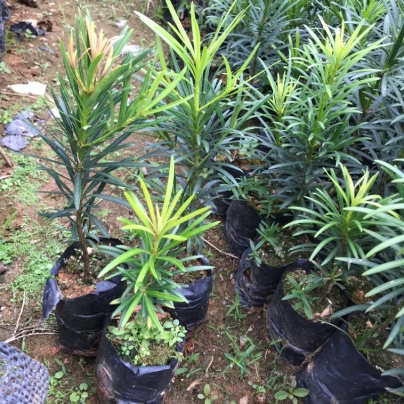 正宗本地小叶罗汉松四季常青罗汉松造型盆栽庭院观赏植物