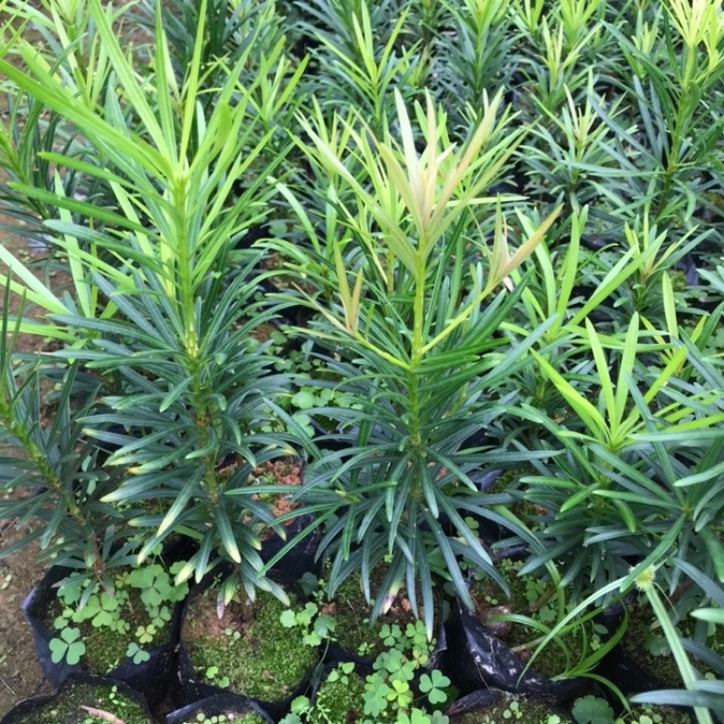 正宗本地小叶罗汉松四季常青罗汉松造型盆栽庭院观赏植物