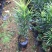 正宗本地小叶罗汉松四季常青罗汉松造型盆栽庭院观赏植物
