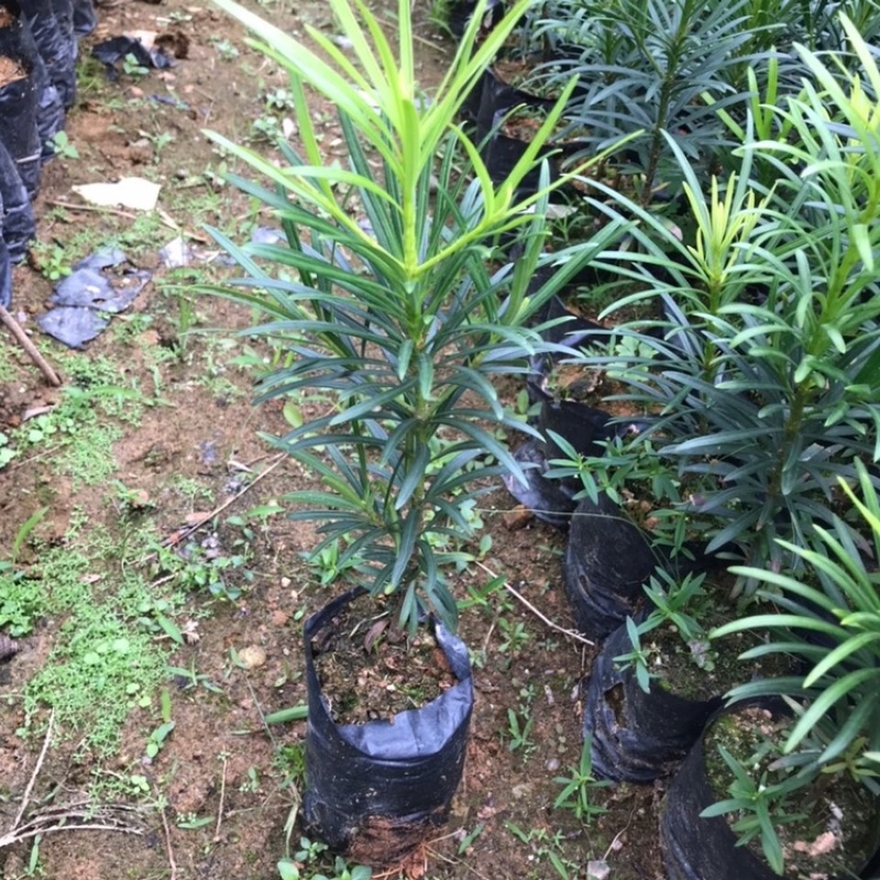 正宗本地小叶罗汉松四季常青罗汉松造型盆栽庭院观赏植物