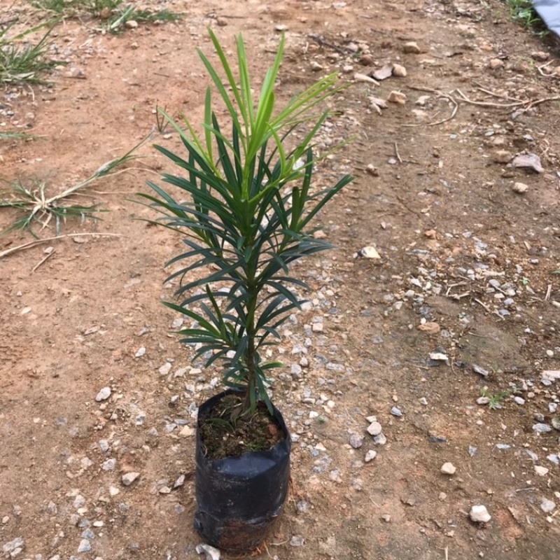 正宗本地小叶罗汉松四季常青罗汉松造型盆栽庭院观赏植物