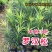 正宗本地小叶罗汉松四季常青罗汉松造型盆栽庭院观赏植物