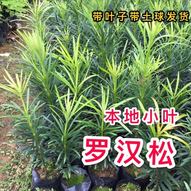 正宗本地小叶罗汉松四季常青罗汉松造型盆栽庭院观赏植物