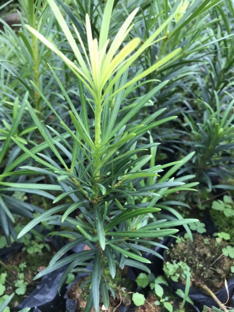 正宗本地小叶罗汉松四季常青罗汉松造型盆栽庭院观赏植物