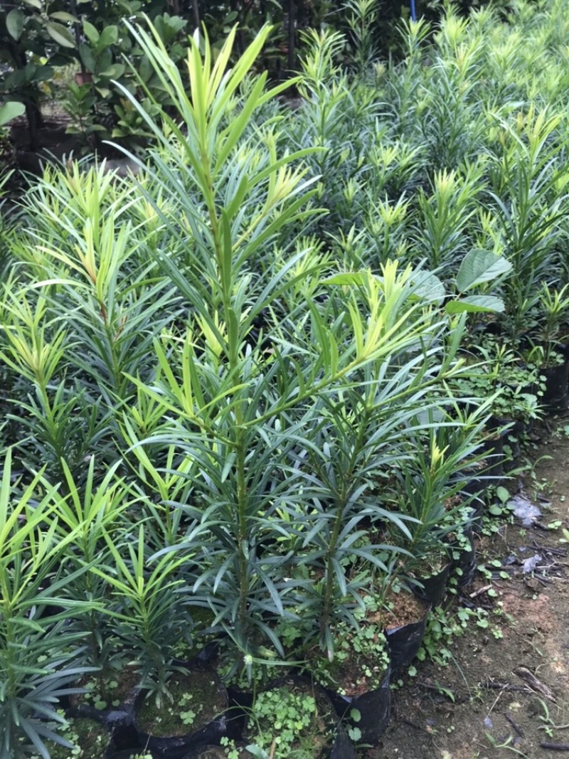 正宗本地小叶罗汉松四季常青罗汉松造型盆栽庭院观赏植物