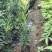 正宗本地小叶罗汉松四季常青罗汉松造型盆栽庭院观赏植物