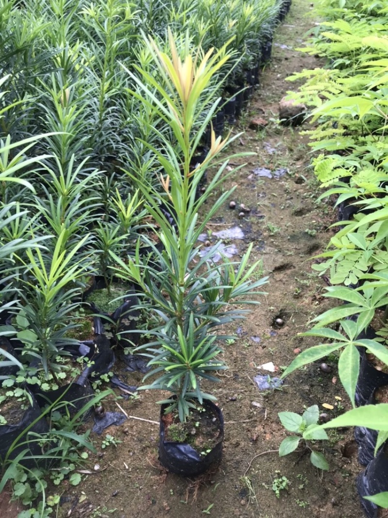 正宗本地小叶罗汉松四季常青罗汉松造型盆栽庭院观赏植物