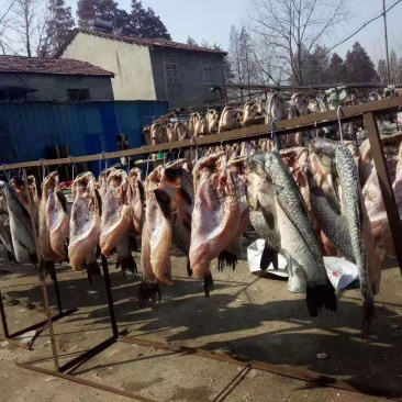 洪湖腊青鱼大自然的恩赐专业定制品质保证
