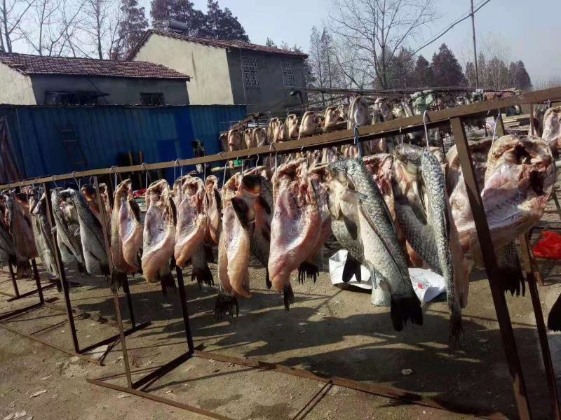 洪湖腊青鱼大自然的恩赐专业定制品质保证