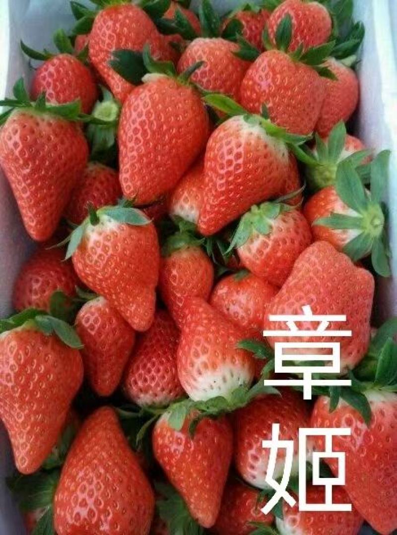 基地直销脱毒草莓苗红颜甜查理天仙醉死苗包赔