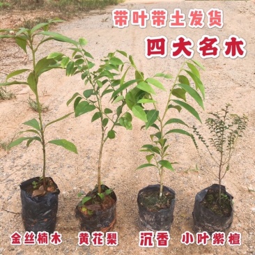 正宗四大名贵树苗黄花梨沉香金丝楠木小叶紫檀带叶货