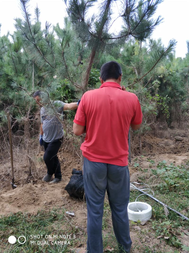 黑松种植户，黑松大量出售，自己苗圃种植，规格齐全价格便宜