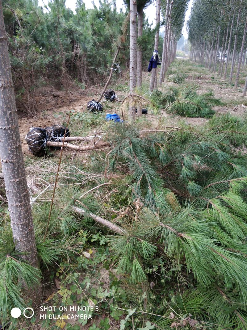 黑松种植户，黑松大量出售，自己苗圃种植，规格齐全价格便宜