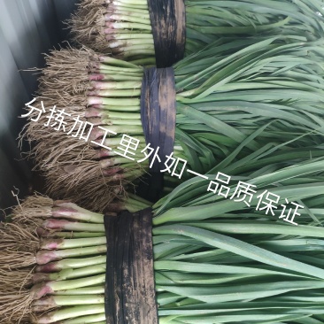 精品红根蒜苗，等级分拣加工，欢迎新老朋友前来订购！
