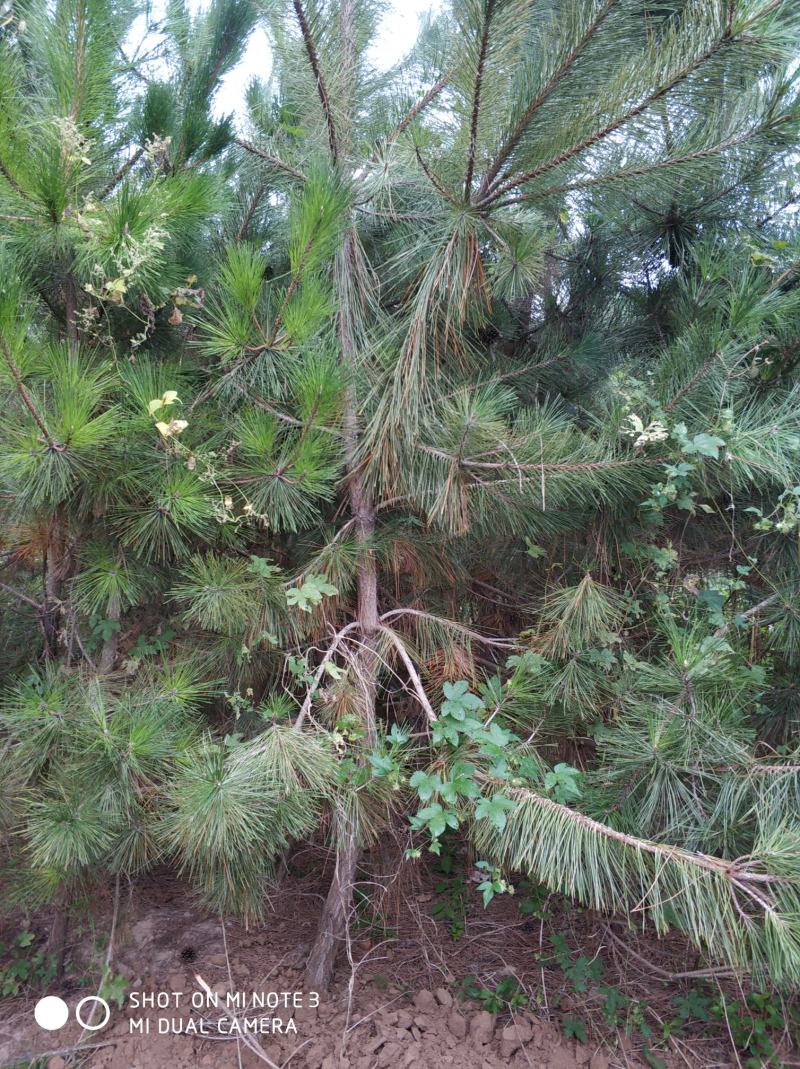 黑松大量出售，本苗圃大量出售黑松，规格齐全价格便宜。