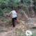黑松大量出售，本苗圃大量出售黑松，规格齐全价格便宜。