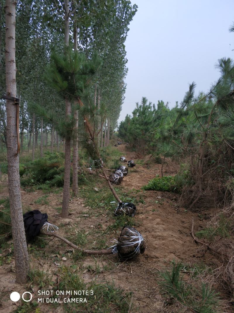 黑松大量出售，邹平市黑松基地，规格齐全价格便宜。