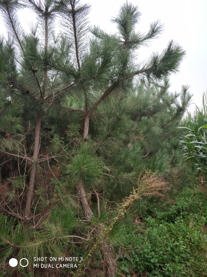 黑松大量出售，邹平市黑松基地，规格齐全价格便宜。