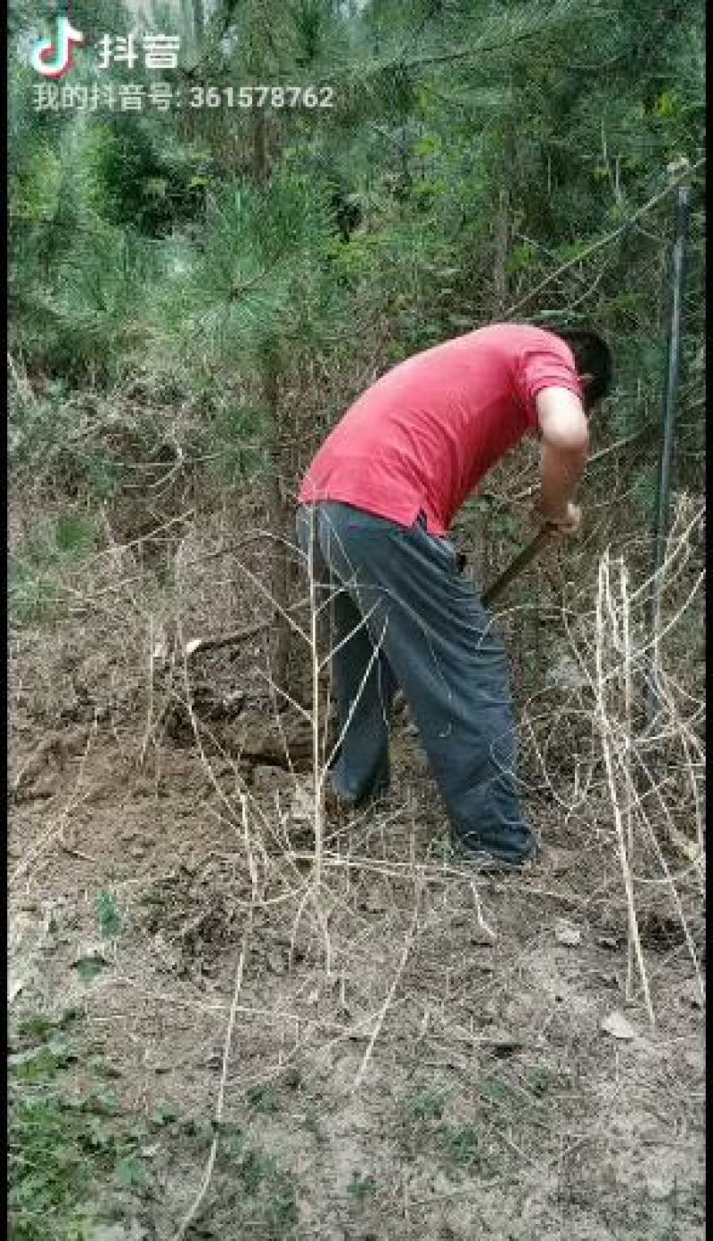 黑松大量出售，本苗圃大量出售黑松，规格齐全价格便宜
