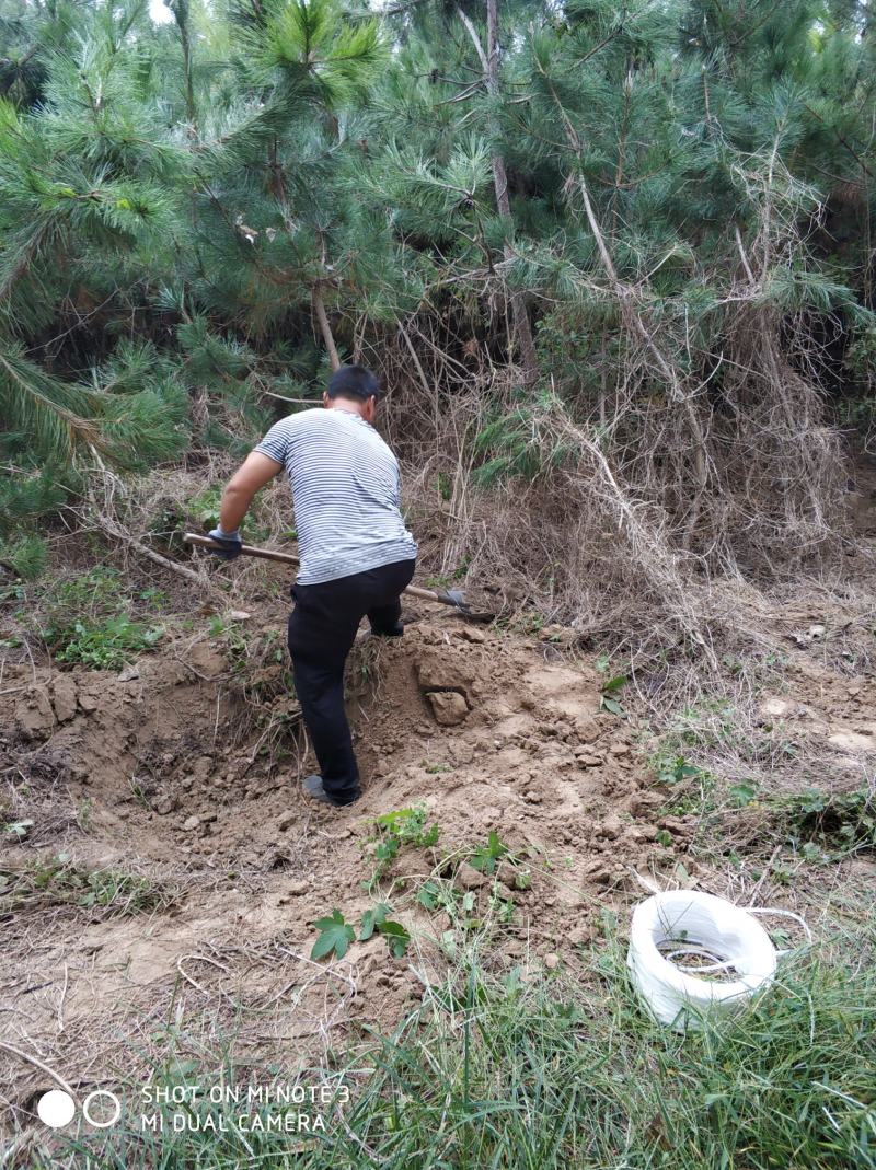 黑松大量出售，本苗圃大量出售黑松，规格齐全价格便宜