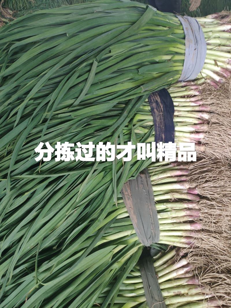 精品红根蒜苗，等级分拣加工，欢迎新老朋友前来订购