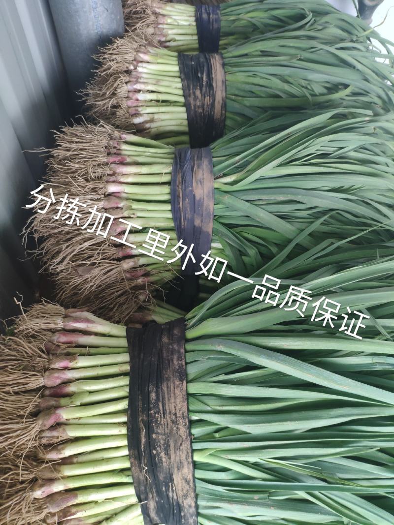 精品红根蒜苗，等级分拣加工，欢迎新老朋友前来订购