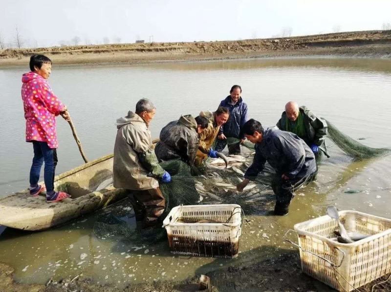 洪湖腊青鱼大自然的恩赐专业定制品质保证