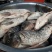 洪湖腊青鱼大自然的恩赐专业定制品质保证