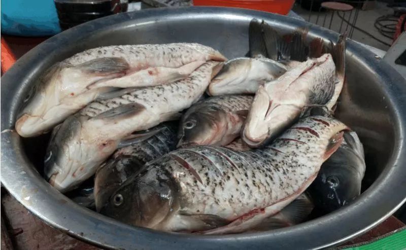 洪湖腊青鱼大自然的恩赐专业定制品质保证