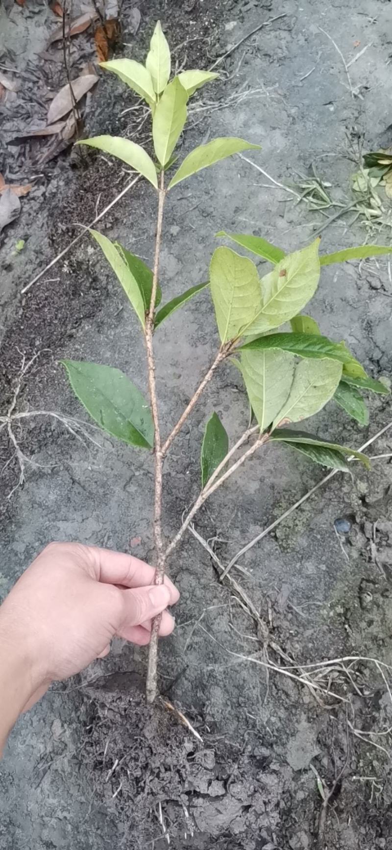 四季桂，基地供应，数量大，质量优，是绿化灌木的不二选择