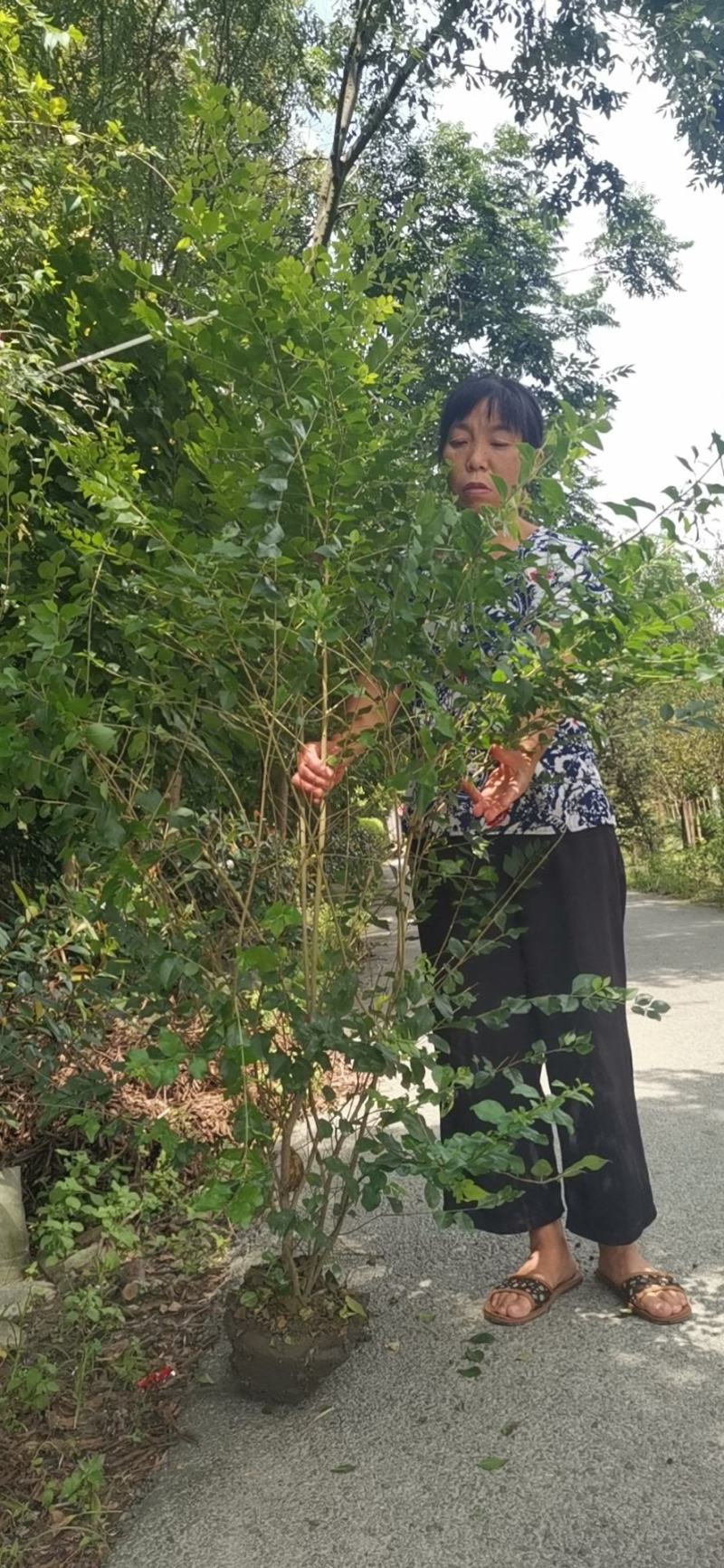 小叶女贞基地直供一手货源品质保证诚信经营欢迎采购