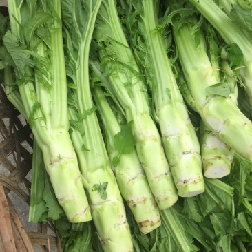 优质精品花叶棒菜。