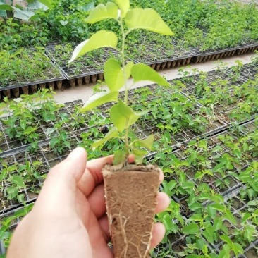 马哈利砧木苗大樱桃苗