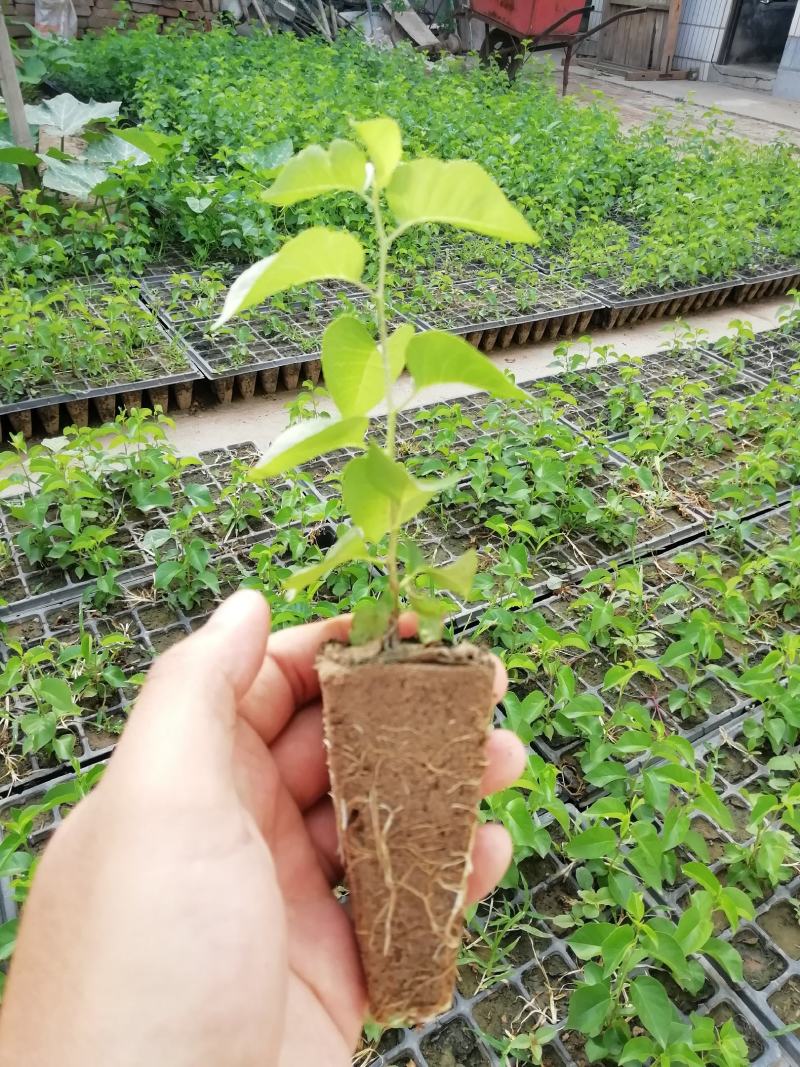 马哈利砧木苗大樱桃苗