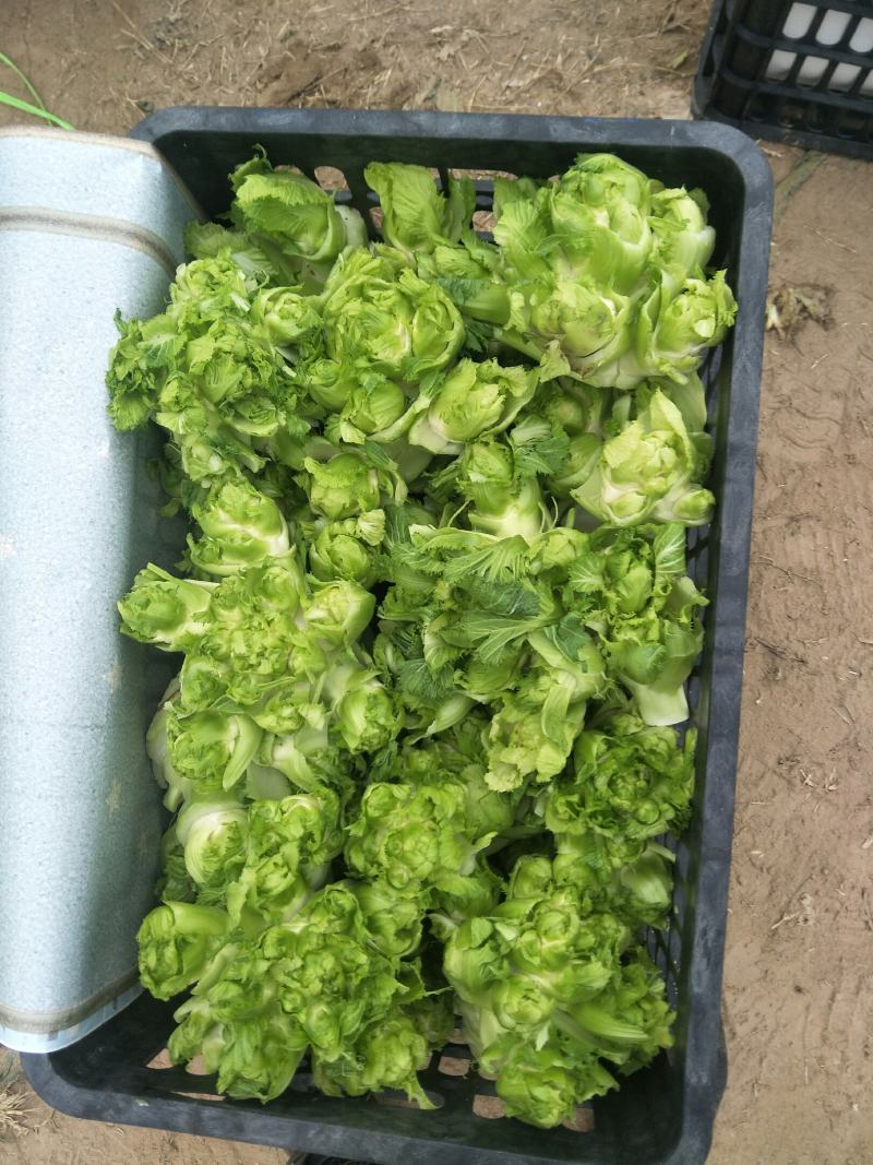 砀山县精品儿菜大量上市了，