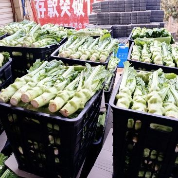 棒菜大量上市，货源充足做工精细.欢迎各位老板电话联系