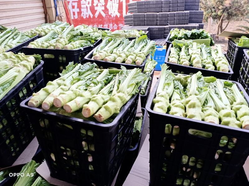 棒菜大量上市，货源充足做工精细.欢迎各位老板电话联系