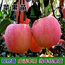 精品苹果苗红富士红肉鲁丽品种齐全现挖现发