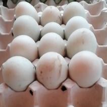 新鲜鸭蛋，量大，常年供应，