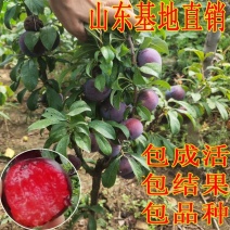 李子苗黑布林恐龙蛋蜂糖李品种齐全现挖现发