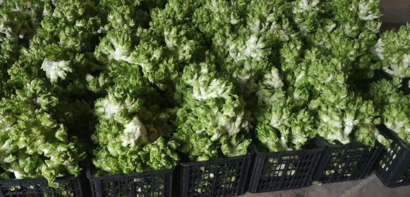 整颗精品儿菜儿肥优质
