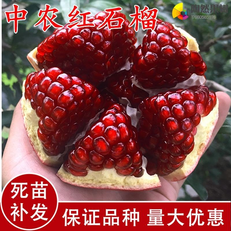 苗圃直发石榴苗突尼斯软籽蒙阳红品种齐全现挖现发