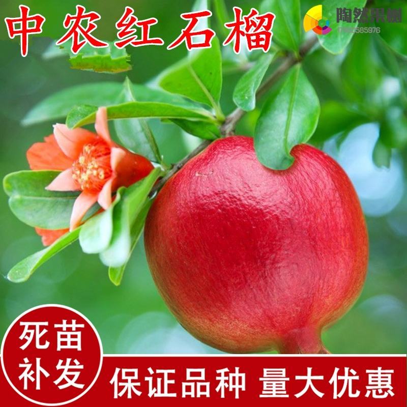 苗圃直发石榴苗突尼斯软籽蒙阳红品种齐全现挖现发