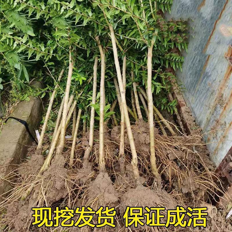 苗圃直发石榴苗突尼斯软籽蒙阳红品种齐全现挖现发