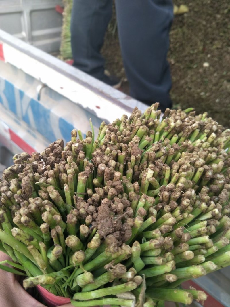 乐亭宽叶韭菜大量上市，万亩基地冷棚暖室都有