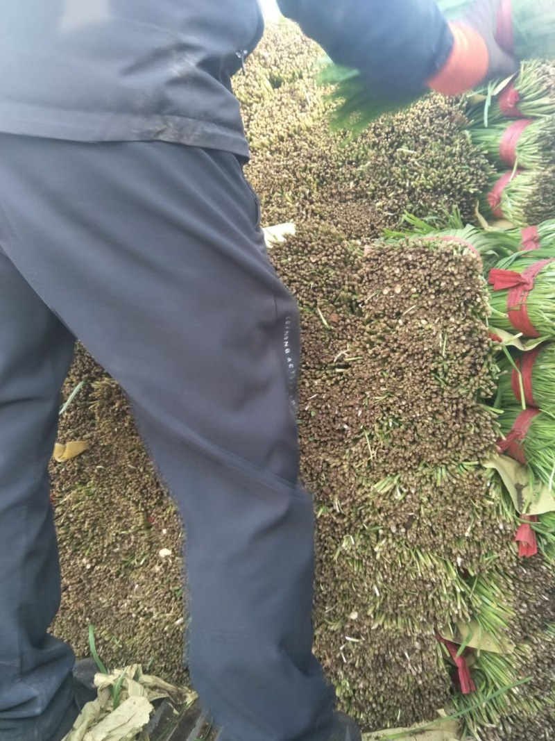 乐亭宽叶韭菜大量上市，万亩基地冷棚暖室都有