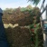 乐亭宽叶韭菜大量上市，万亩基地冷棚暖室都有