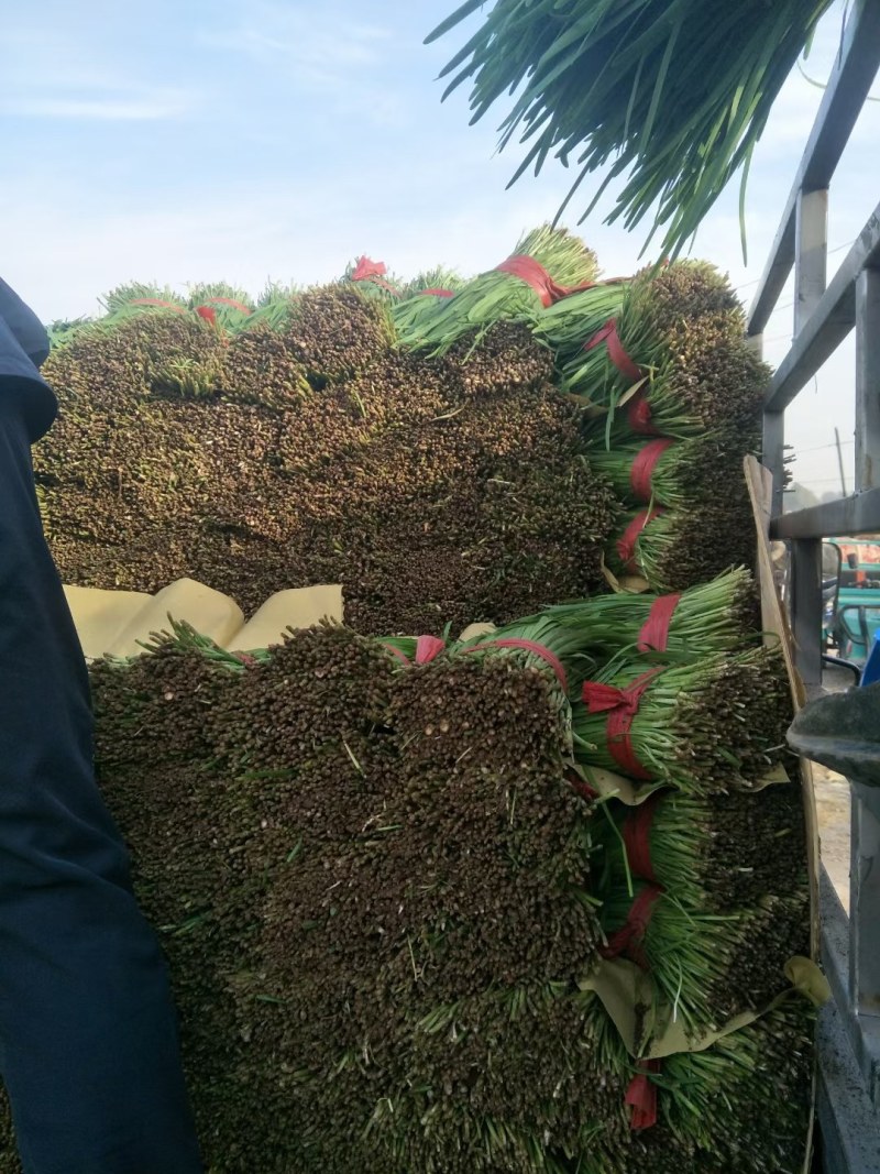 乐亭宽叶韭菜大量上市，万亩基地冷棚暖室都有