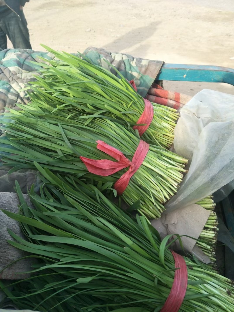 乐亭宽叶韭菜大量上市，万亩基地冷棚暖室都有
